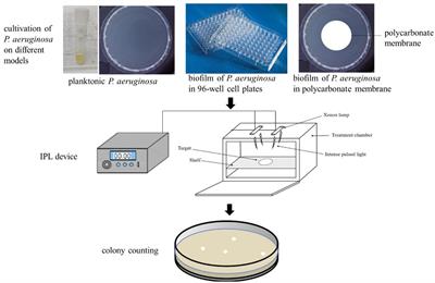 Germicidal effect of intense pulsed light on Pseudomonas aeruginosa in food processing